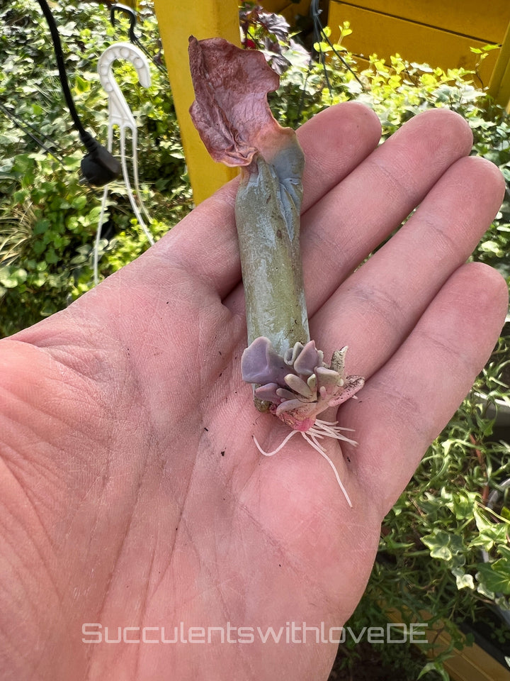 Echeveria 'Trompette' - sehr seltene und schöne Sukkulente - Vermehrungsblatt oder Pflanze