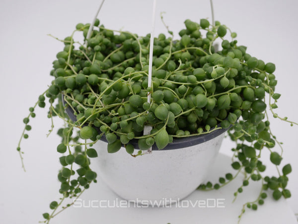 Senecio rowleyanus Erbsenpflanze – String of Pearls mit kugelrunden grünen Blättern