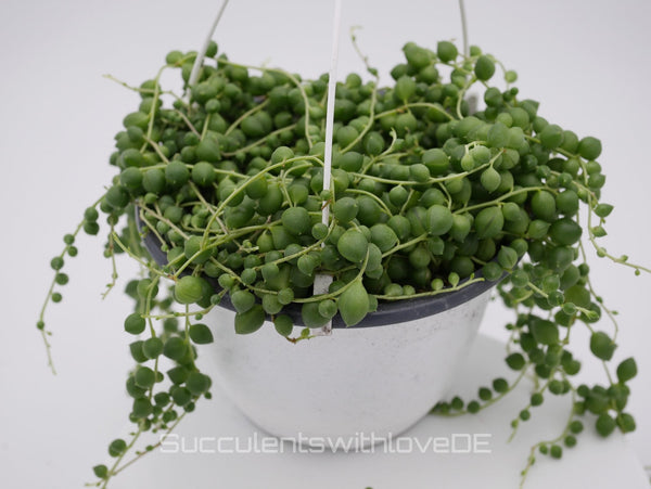 Senecio rowleyanus planta de perlas – String of Pearls con hojas verdes redondas
