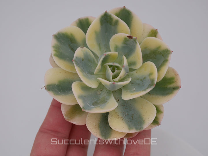 Echeveria 'Compton Carousel' / 'Leonore Dean' - schöne und seltene Sukkulente - gelb grün - Vermehrungsblatt oder Pflanze