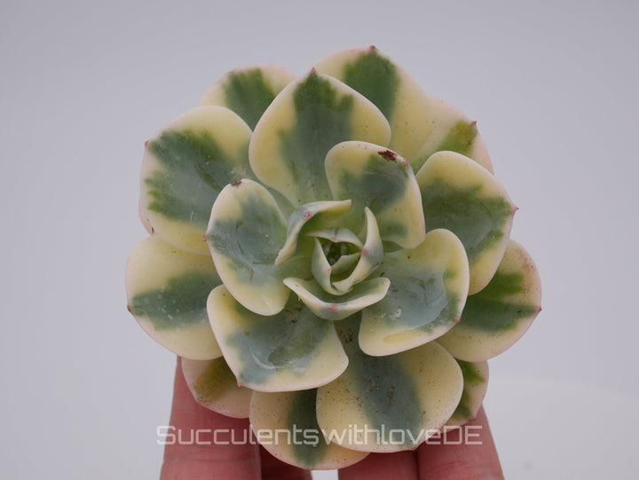 Echeveria 'Compton Carousel' / 'Leonore Dean' - schöne und seltene Sukkulente - gelb grün - Vermehrungsblatt oder Pflanze