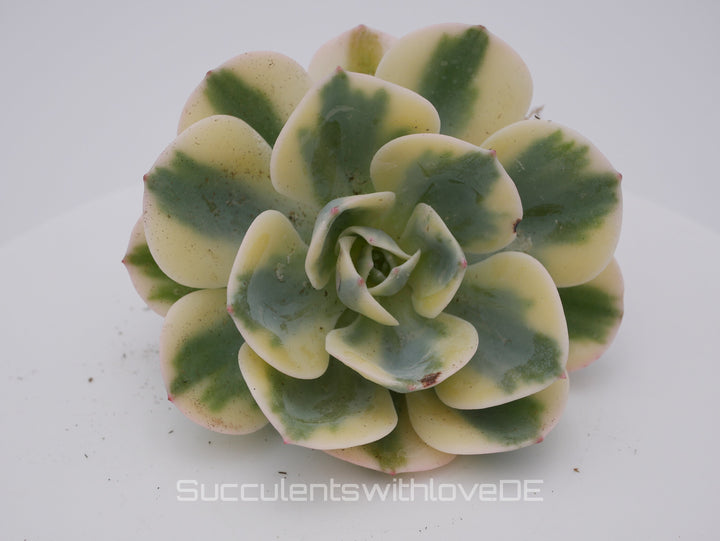 Echeveria 'Compton Carousel' / 'Leonore Dean' - schöne und seltene Sukkulente - gelb grün - Vermehrungsblatt oder Pflanze