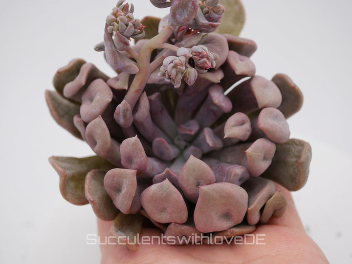 Echeveria 'Lilac spoon' - schöne und seltene Sukkulente - lila Sukkulente - Vermehrungsblatt oder Pflanze