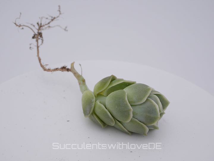 x Graptoveria Echeveria 'Lovely Rose' - schöne und seltene Sukkulente - grüne Sukkulente - Vermehrungsblatt oder Pflanze