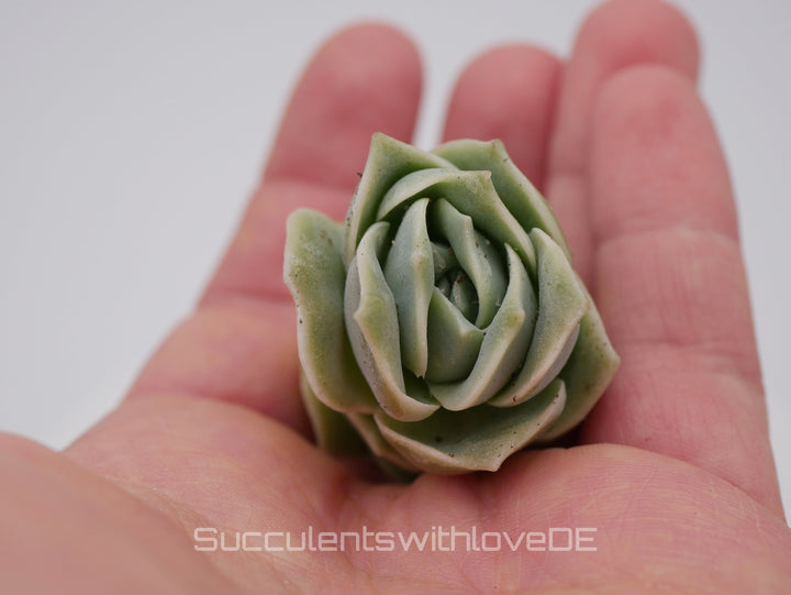 x Graptoveria Echeveria 'Lovely Rose' - schöne und seltene Sukkulente - grüne Sukkulente - Vermehrungsblatt oder Pflanze