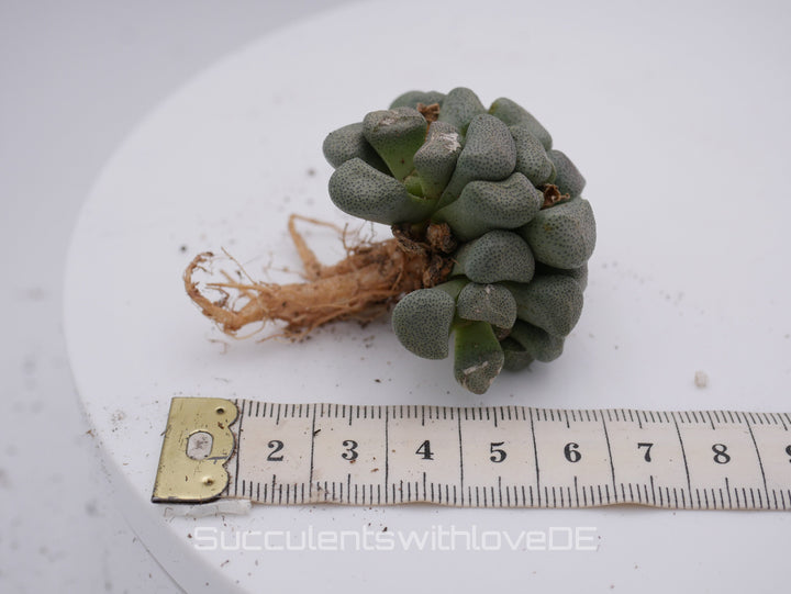 Aloinopsis schooneesii | Mesembs | schöne Sukkulente aus Südafrika