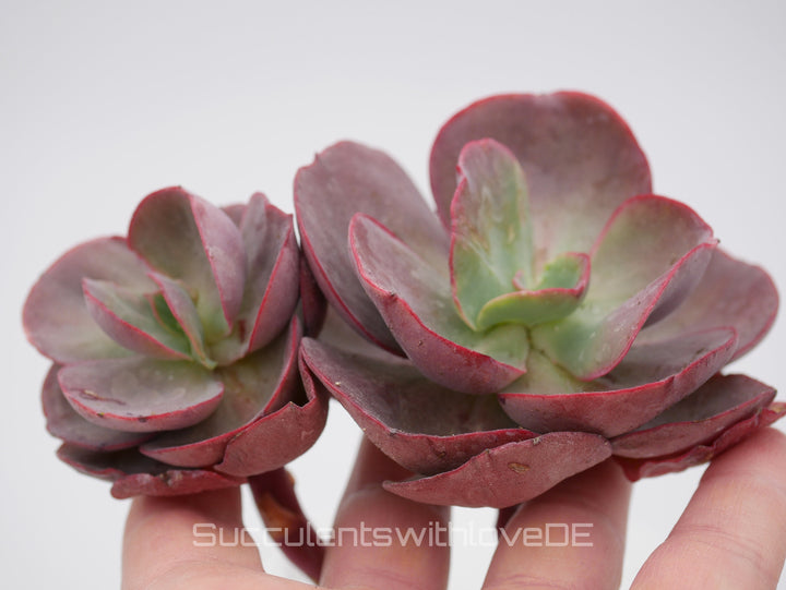 Echeveria 'Big red' - seltene und schöne Sukkulente - Vermehrungsblatt oder Pflanze