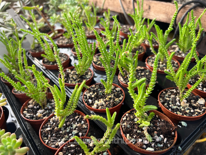 Crassula muscosa 'Uhrenkettenpflanzen' - Pflanze oder Steckling