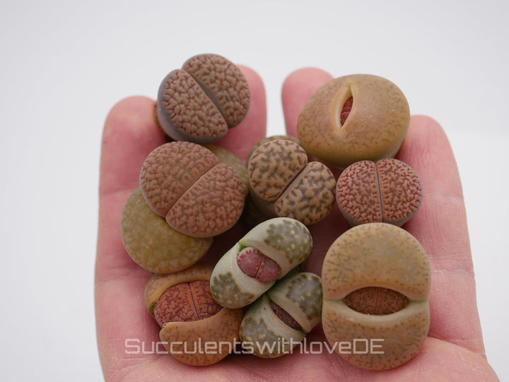 Lebende Steinpflanzen | Lithops Living Stone Sukkulenten | schöne farbige lebende Steine | SALE | medium