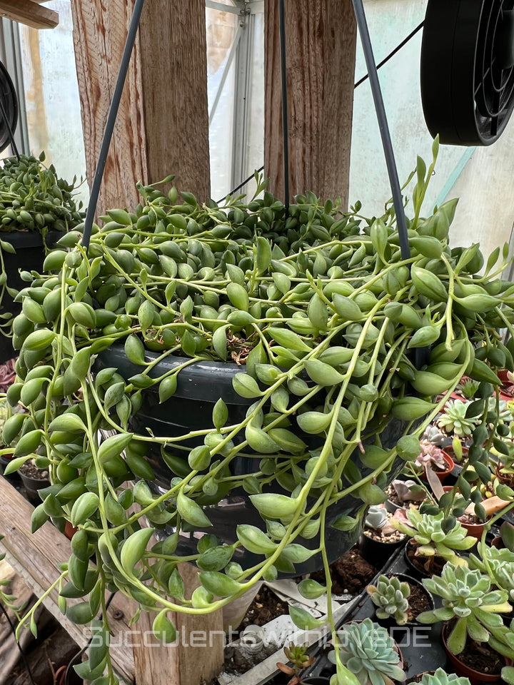 Senecio herreianus - String of Teardrops - Perlenpflanze - 2 x Stecklinge
