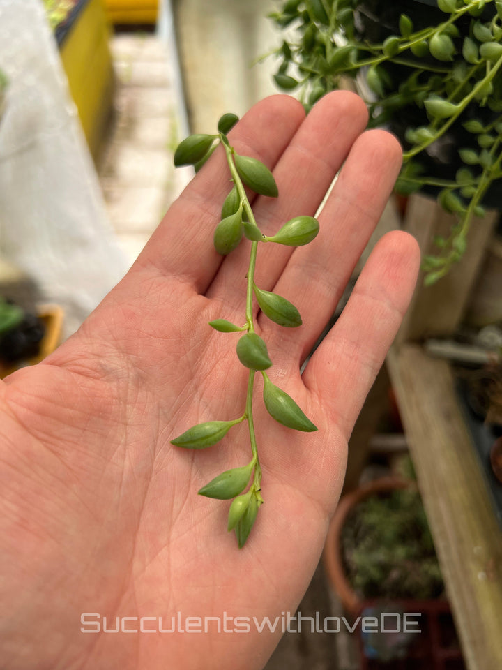 Senecio herreianus - String of Teardrops - Perlenpflanze - 2 x Stecklinge