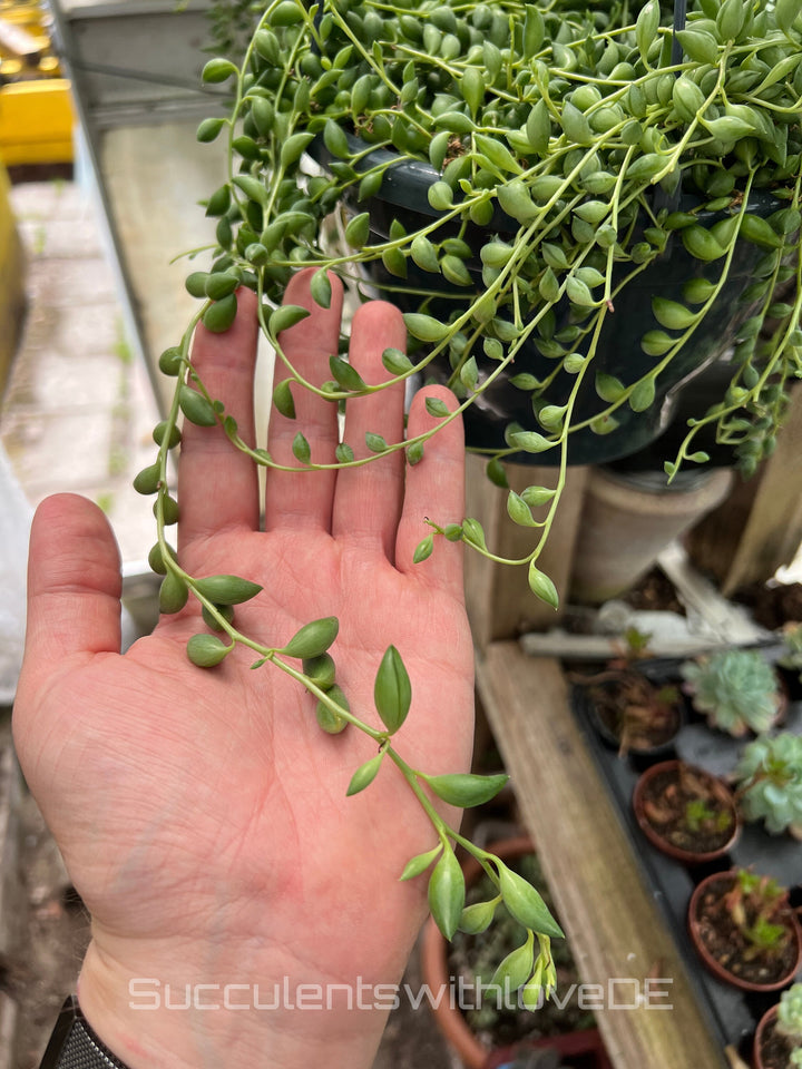 Senecio herreianus - String of Teardrops - Perlenpflanze - 2 x Stecklinge