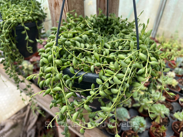 Senecio herreianus String of Teardrops – tropfenförmige Blätter mit Streifenmuster