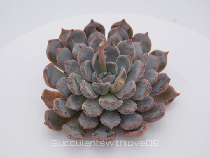 Echeveria 'cuspidata pink' - schöne und seltene Sukkulente - pinke Echeveria - Vermehrungsblatt oder Pflanze