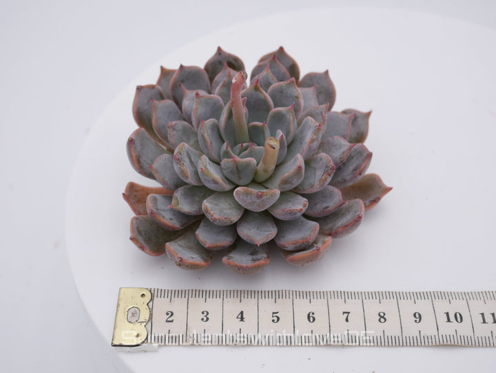 Echeveria 'cuspidata pink' - schöne und seltene Sukkulente - pinke Echeveria - Vermehrungsblatt oder Pflanze