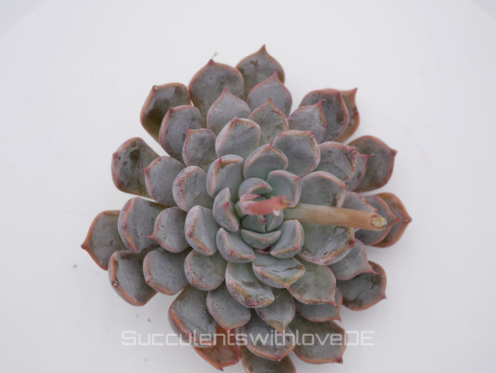 Echeveria 'cuspidata pink' - schöne und seltene Sukkulente - pinke Echeveria - Vermehrungsblatt oder Pflanze