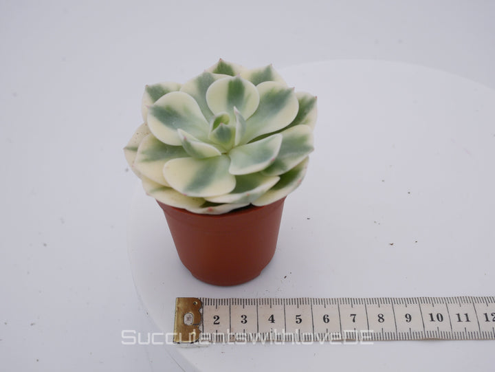 Echeveria 'Compton Carousel' / 'Leonore Dean' - schöne und seltene Sukkulente - gelb grün - Vermehrungsblatt oder Pflanze