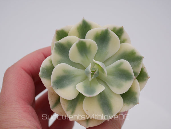 Echeveria 'Compton Carousel' / 'Leonore Dean' - schöne und seltene Sukkulente - gelb grün - Vermehrungsblatt oder Pflanze