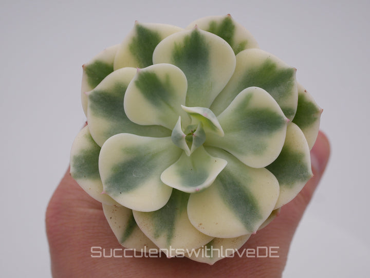 Echeveria 'Compton Carousel' / 'Leonore Dean' - schöne und seltene Sukkulente - gelb grün - Vermehrungsblatt oder Pflanze