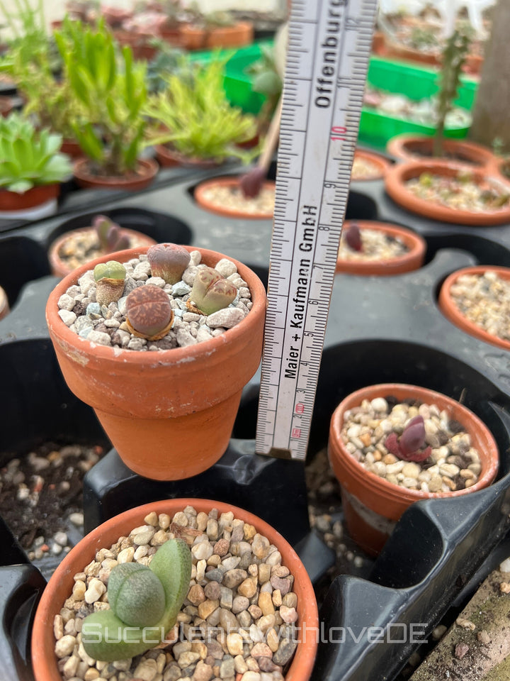 4 Lebende Steinpflanzen im kleinen Terrakotta-Topf | Lithops Living Stones | schöne farbige lebende Steine