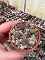 4 Lebende Steinpflanzen im kleinen Terrakotta-Topf | Lithops Living Stones | schöne farbige lebende Steine