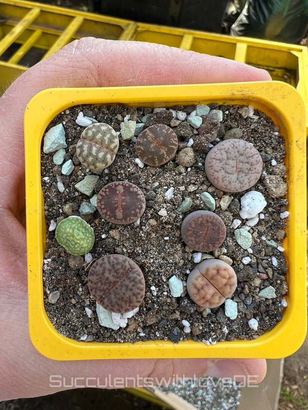 Verschiedene Lebende Lithops im farbigen Topf | Lithops Living Stones | schöne farbige lebende Steine