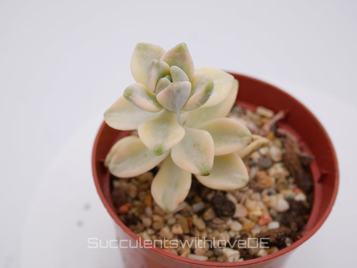 Graptoveria 'Titubans' variegata - schöne und seltene Sukkulente - gelb/grüne Sukkulente - Vermehrungsblatt oder Pflanze