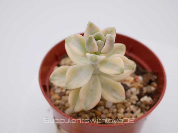 Graptoveria 'Titubans' variegata - schöne und seltene Sukkulente - gelb/grüne Sukkulente - Vermehrungsblatt oder Pflanze