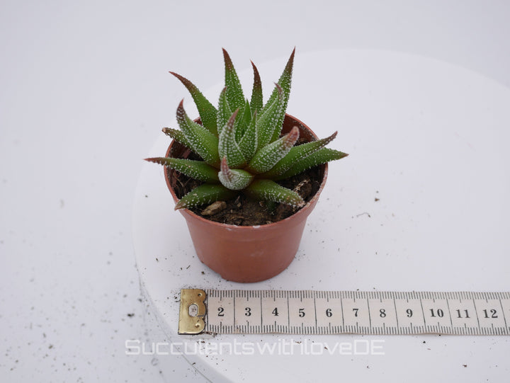 Haworthia - schöne und seltene Sukkulente - grün/rote Sukkulente - Pflanze