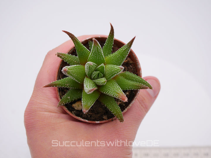 Haworthia - schöne und seltene Sukkulente - grün/rote Sukkulente - Pflanze