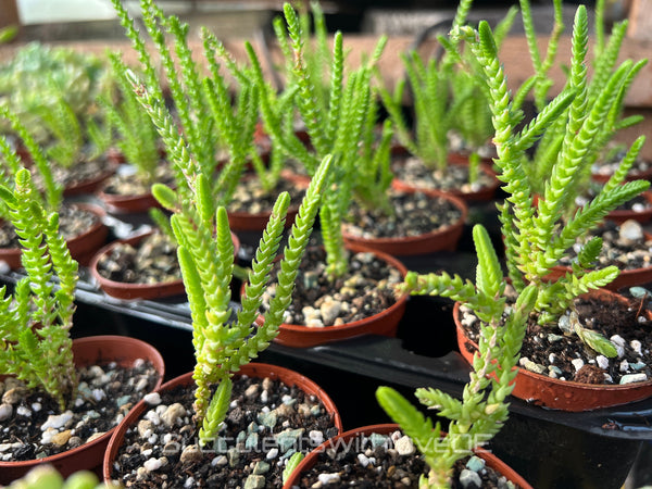 Crassula muscosa 'Uhrenkettenpflanzen' - Pflanze oder Steckling