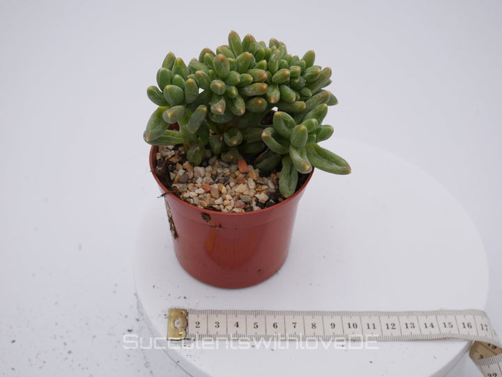 Pachyphytum 'Chiseled Stones' f. crestata - schöne und seltene Sukkulente - Vermehrungsblatt oder Pflanze