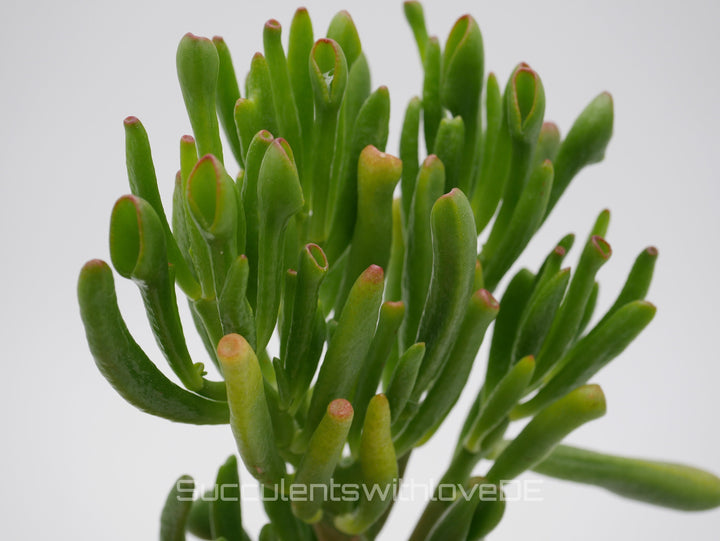 Crassula ovata 'Gollum' - Pflanze oder Vermehrungsblatt