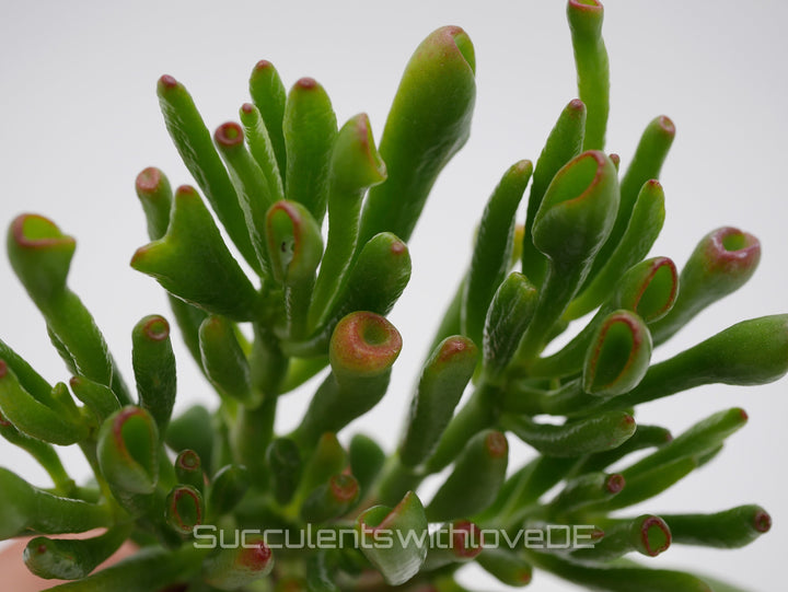 Crassula ovata 'Gollum' - Pflanze oder Vermehrungsblatt