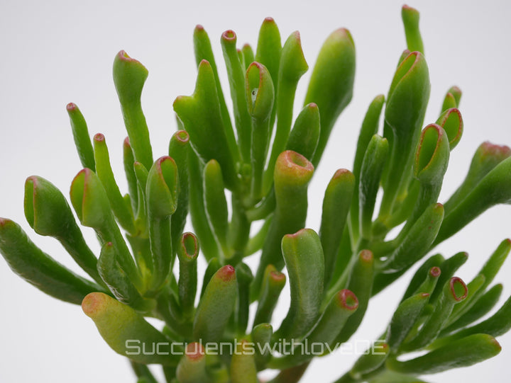 Crassula ovata 'Gollum' - Pflanze oder Vermehrungsblatt