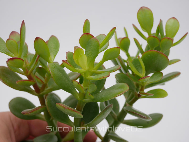 Crassula ovata - Pflanze oder Steckling