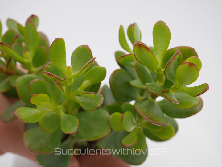 Crassula ovata - Pflanze oder Steckling