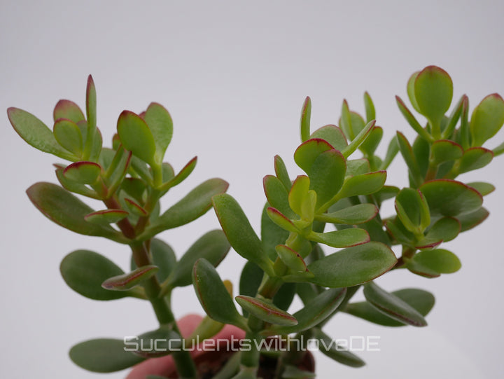 Crassula ovata - Pflanze oder Steckling
