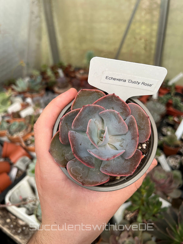 Echeveria 'Dusty Rose' - schöne und seltene Sukkulente - Vermehrungsblatt oder Pflanze