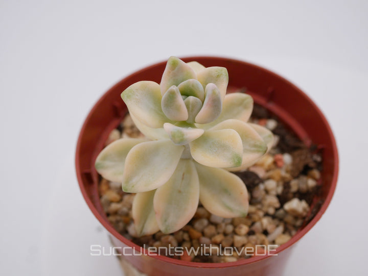 Graptoveria 'Titubans' variegata - schöne und seltene Sukkulente - gelb/grüne Sukkulente - Vermehrungsblatt oder Pflanze