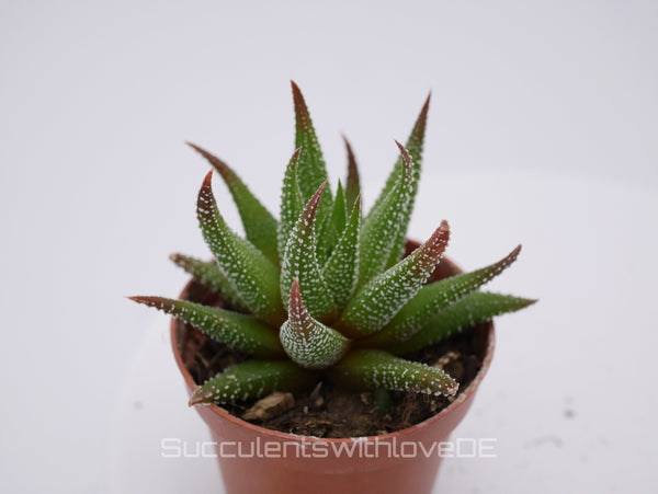 Haworthia - schöne und seltene Sukkulente - grün/rote Sukkulente - Pflanze