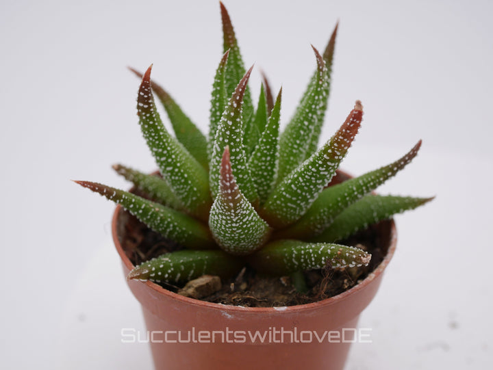 Haworthia - schöne und seltene Sukkulente - grün/rote Sukkulente - Pflanze