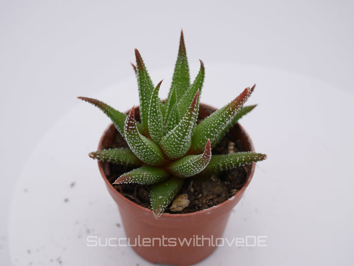 Haworthia - schöne und seltene Sukkulente - grün/rote Sukkulente - Pflanze