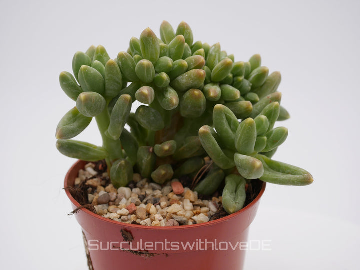 Pachyphytum 'Chiseled Stones' f. crestata - schöne und seltene Sukkulente - Vermehrungsblatt oder Pflanze