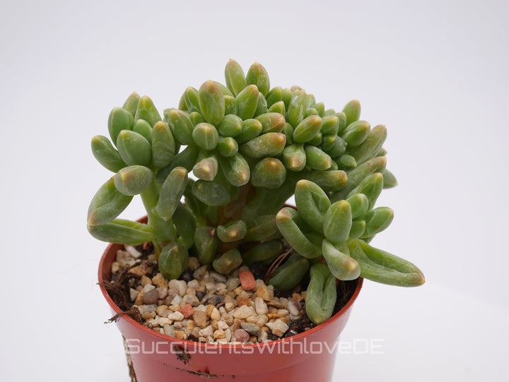 Pachyphytum 'Chiseled Stones' f. crestata - schöne und seltene Sukkulente - Vermehrungsblatt oder Pflanze