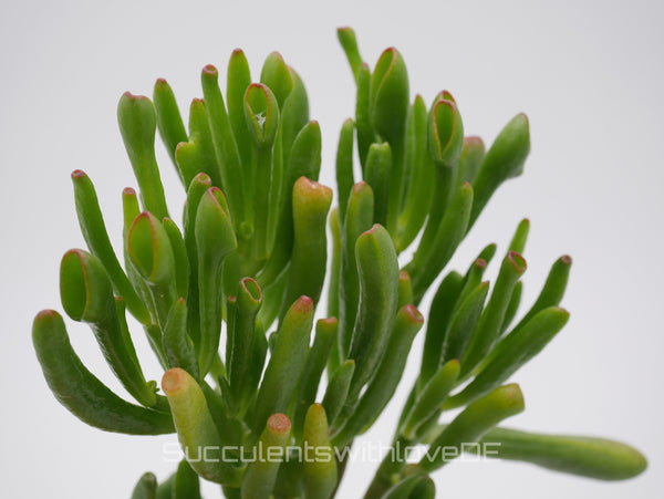 Crassula ovata 'Gollum' - Pflanze oder Vermehrungsblatt