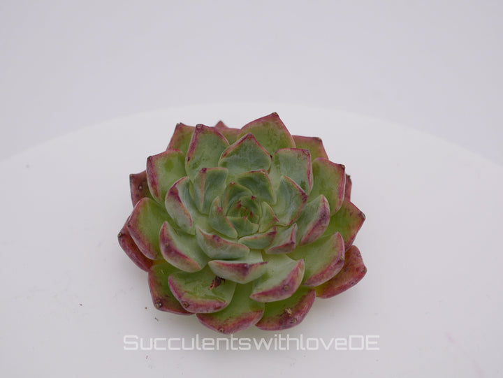 Echeveria 'Little Bird' - schöne und sehr seltene Sukkulente - Pflanze * Korea Import *