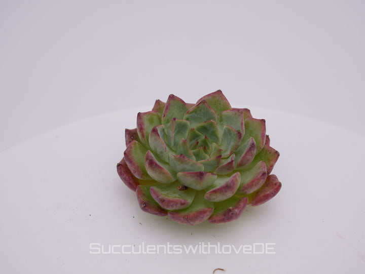 Echeveria 'Little Bird' - schöne und sehr seltene Sukkulente - Pflanze * Korea Import *