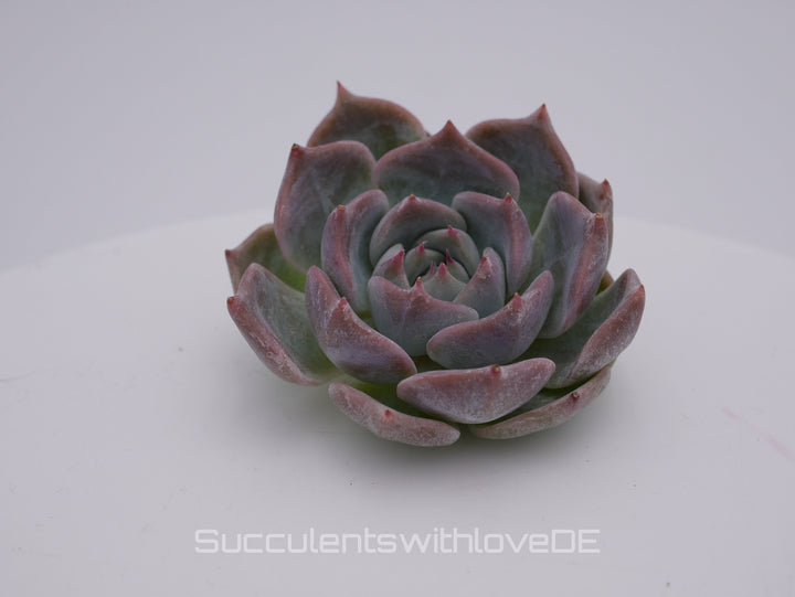 Echeveria 'Pikachu' - schöne und sehr seltene Sukkulente - Pflanze * Korea Import *