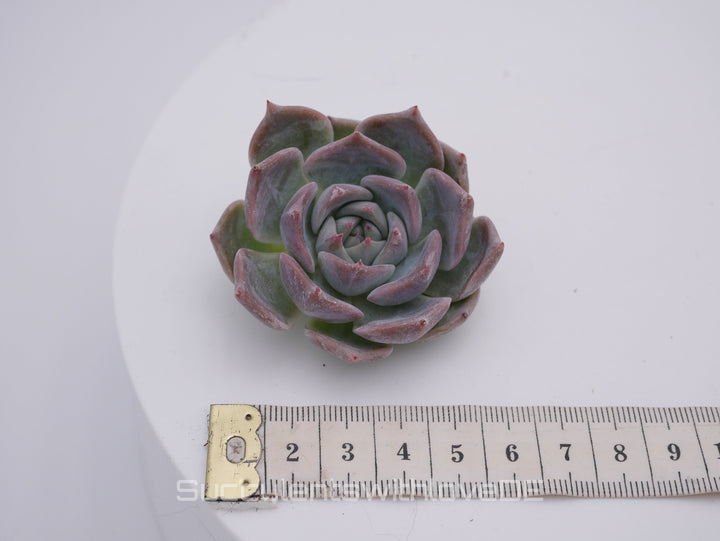 Echeveria 'Pikachu' - schöne und sehr seltene Sukkulente - Pflanze * Korea Import *